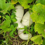 Gobierno Impulsa la Producción de Pipián con Apoyo Técnico a Productores