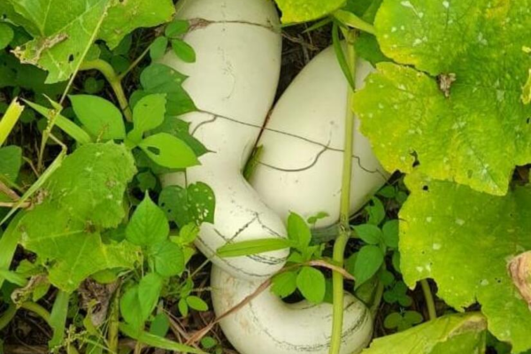 Gobierno Impulsa la Producción de Pipián con Apoyo Técnico a Productores