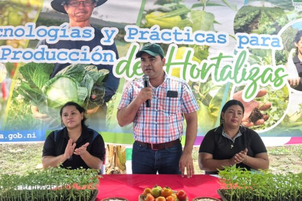 Plántulas de tomate y chiltoma mejoran con fertilización foliar