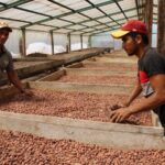 Nicaragua espera buena cosecha de cacao en el ciclo 2024/2025