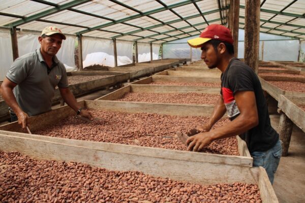 Nicaragua espera buena cosecha de cacao en el ciclo 2024/2025