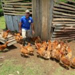 Producción de huevo en Nicaragua garantiza consumo y dinamiza la economía nacional