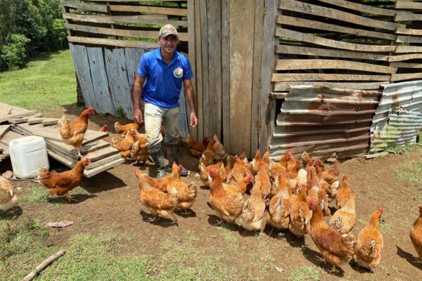 Producción de huevo en Nicaragua garantiza consumo y dinamiza la economía nacional