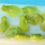 Exportaciones de fauna desde zoocriaderos contribuyen al desarrollo sostenible en Nicaragua