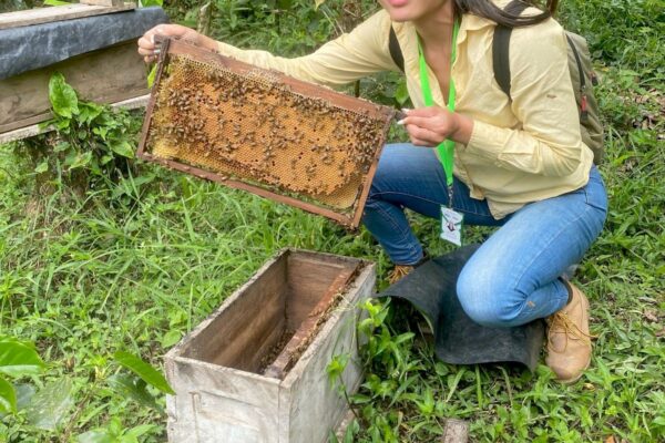 Producción de miel de abeja crece en Nicaragua durante el primer trimestre de 2025