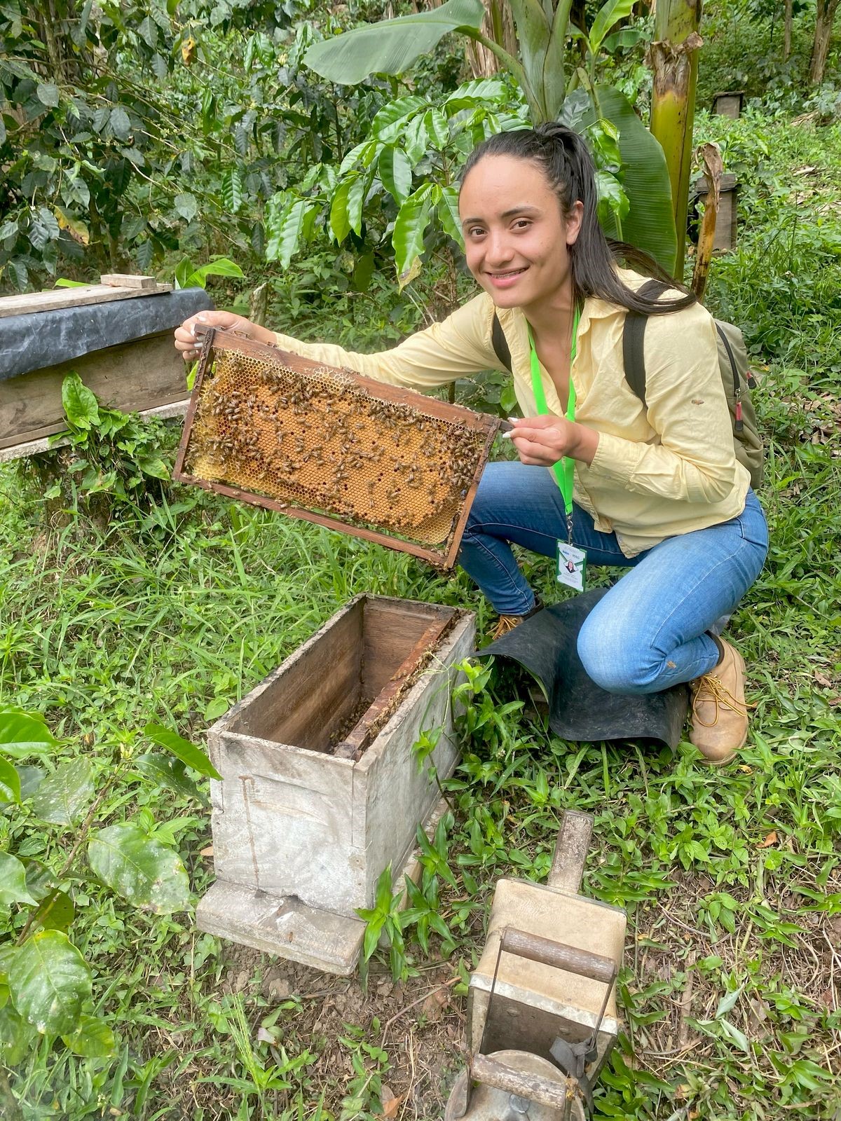 Producción de miel de abeja crece en Nicaragua durante el primer trimestre de 2025
