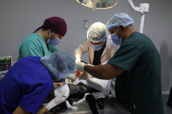 Hospital Veterinario de la Universidad Agraria refuerza atención y formación profesional en Nicaragua