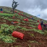 Productores proyectan cosecha de más de 111 mil quintales de papa en mayo