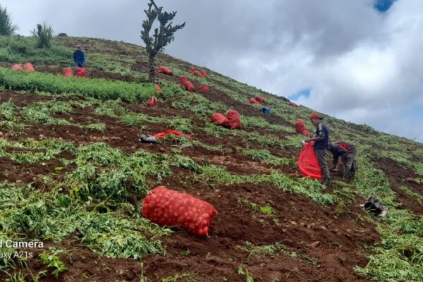 Productores proyectan cosecha de más de 111 mil quintales de papa en mayo