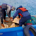 Ejército de Nicaragua libera 32 tortugas verdes en el Caribe Sur