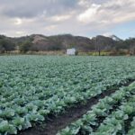 Nicaragua proyecta cosecha de 2.1 millones de unidades de repollo