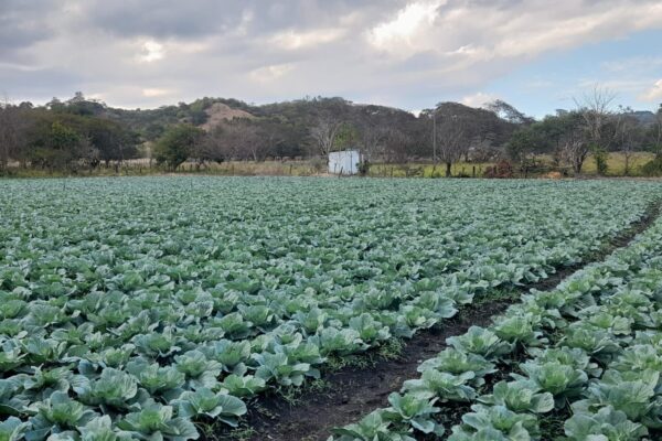 Nicaragua proyecta cosecha de 2.1 millones de unidades de repollo
