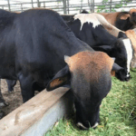 Trazabilidad Bovina: Innovación Tecnológica que Impulsa la Vanguardia Regional