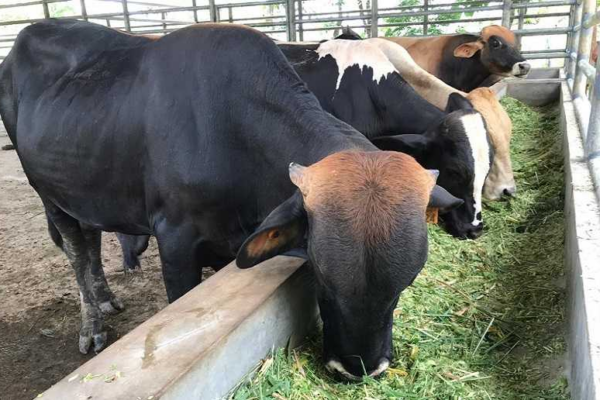 Trazabilidad Bovina: Innovación Tecnológica que Impulsa la Vanguardia Regional