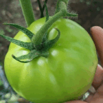 Producción de tomate supera los 92 mil quintales en mayo