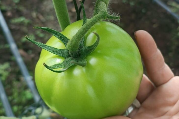 Producción de tomate supera los 92 mil quintales en mayo