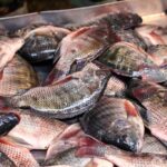 INPESCA destaca crecimiento del sector pesquero en el primer cuatrimestre de 2025