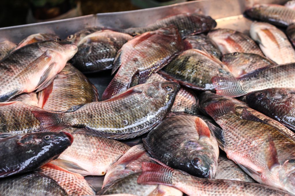 INPESCA destaca crecimiento del sector pesquero en el primer cuatrimestre de 2025