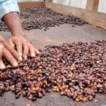 Café nicaragüense destaca en el ciclo 2024/2025