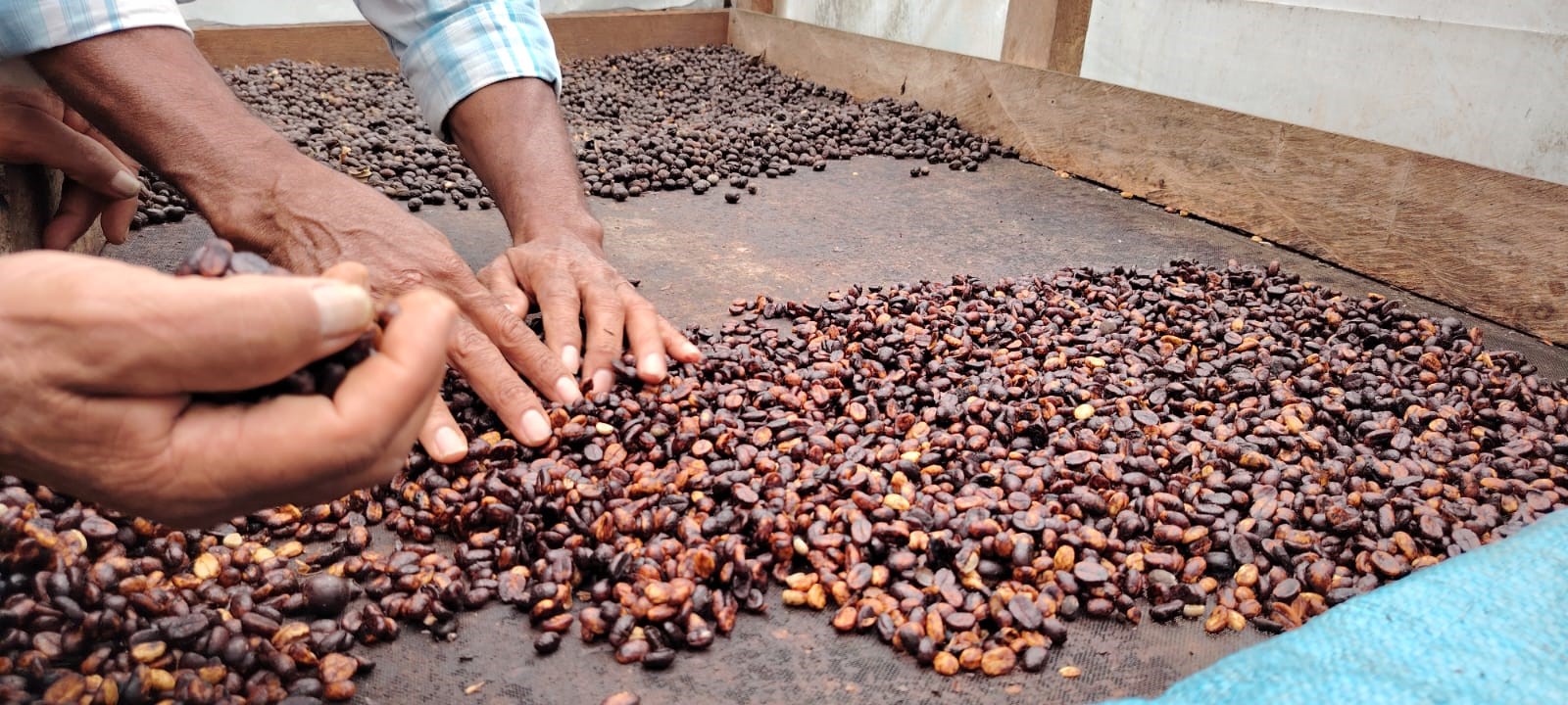 Café nicaragüense destaca en el ciclo 2024/2025