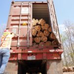 Exportaciones forestales impulsan economía y sustento familiar en Nicaragua