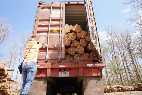 Exportaciones forestales impulsan economía y sustento familiar en Nicaragua