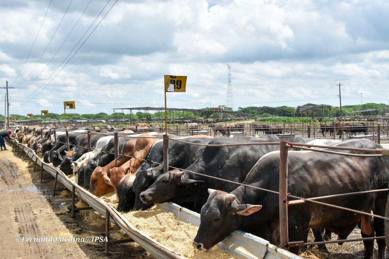Nicaragua exporta más de 4,600 ganado bovino a México por vía marítima