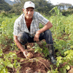 Nuevas variedades de papa mejoran producción nacional