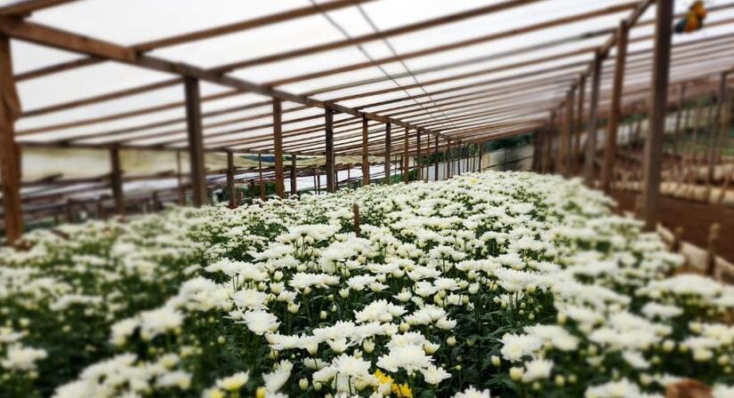 El cultivo de flores genera ingresos y empleo