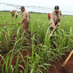 Nicaragua alcanza 16.5 millones de quintales de azúcar del 2024 al 2025