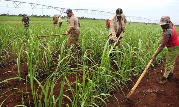 Nicaragua alcanza 16.5 millones de quintales de azúcar del 2024 al 2025