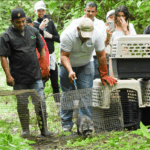 Libera 19 especies silvestres rehabilitadas en el volcán Masaya