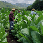 Crece cultivo sostenido de tabaco en Nicaragua