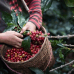 Nicaragua abre nuevas fronteras: Café de alta calidad llega al mercado chino