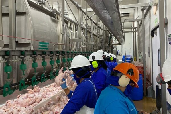 Producción avícola fortalece economía familiar y dinamiza el emprendimiento en Nicaragua