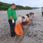 MARENA libera 384 tortuguillos en Carazo
