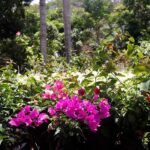 Avanza estrategia ambiental con ampliación de viveros y siembra masiva de plantas ornamentales