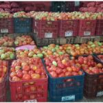 Tomate: Cultivo Clave en la Alimentación y Economía de las Familias Nicaragüenses