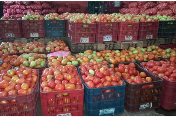 Tomate: Cultivo Clave en la Alimentación y Economía de las Familias Nicaragüenses