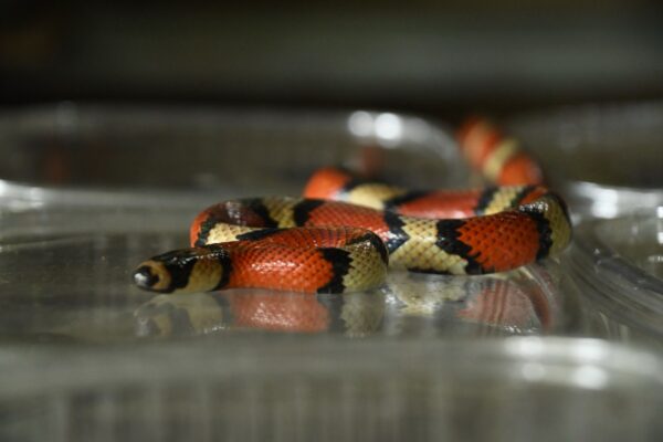 Nicaragua genera más de 9 millones de dólares en exportación responsable de fauna silvestre en primer semestre de 2025