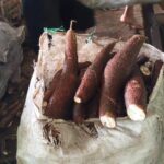 Producción de yuca alcanza 2.4 millones de quintales en el primer semestre de 2025
