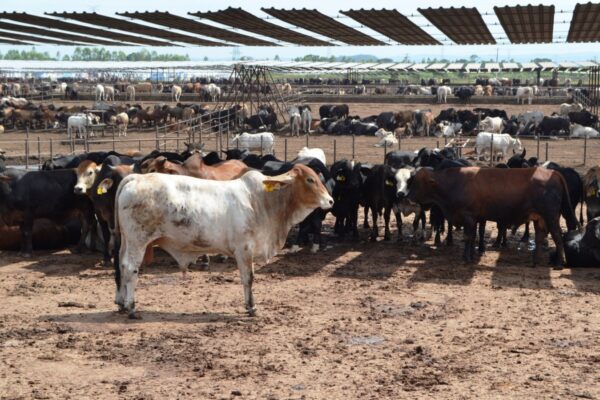 Producción de carne bovina alcanza 197 millones de libras en el primer semestre de 2025