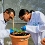 INTA impulsa producción nacional de frijol con nuevas variedades más resistentes y productivas