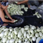 Pepino y pipián dinamizan la economía familiar con más de 4 millones de unidades cosechadas en junio