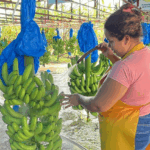 Gobierno promueve desarrollo local con inversión en agricultura, infraestructura y ambiente