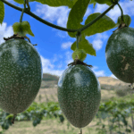 Calala nicaragüense destaca como cultivo rentable y de alto valor nutricional