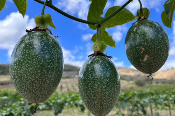 Calala nicaragüense destaca como cultivo rentable y de alto valor nutricional