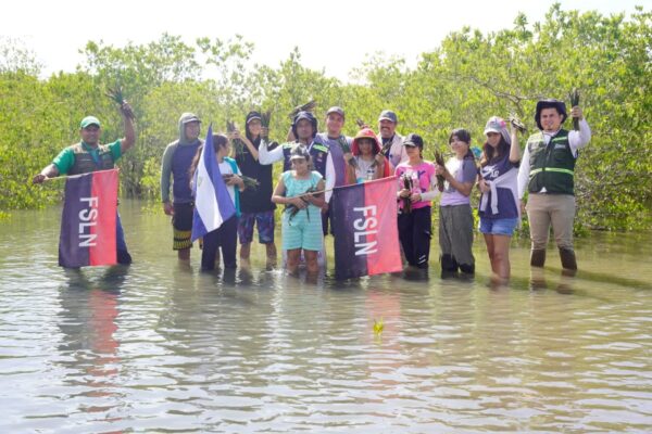 MARENA siembra 1,500 propágulos de mangle rojo en reserva natural de León