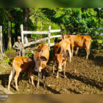 Ejército asegura traslado de semovientes transportados ilegalmente en El Ayote