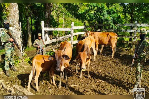 Ejército asegura traslado de semovientes transportados ilegalmente en El Ayote